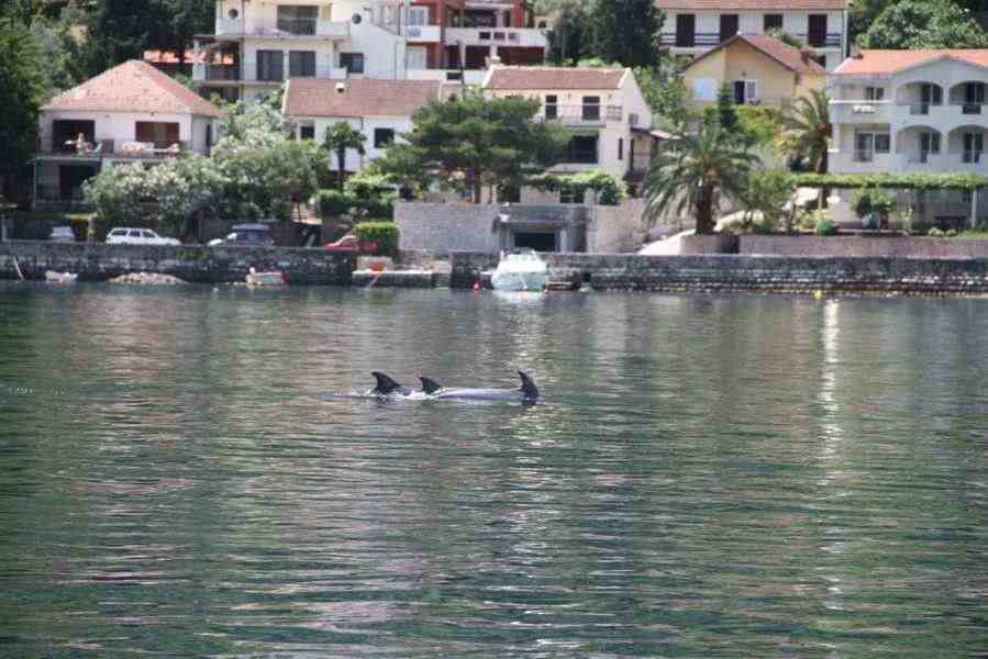 Delfinek a Kotori-öbölben (Kép: Radio Kotor)