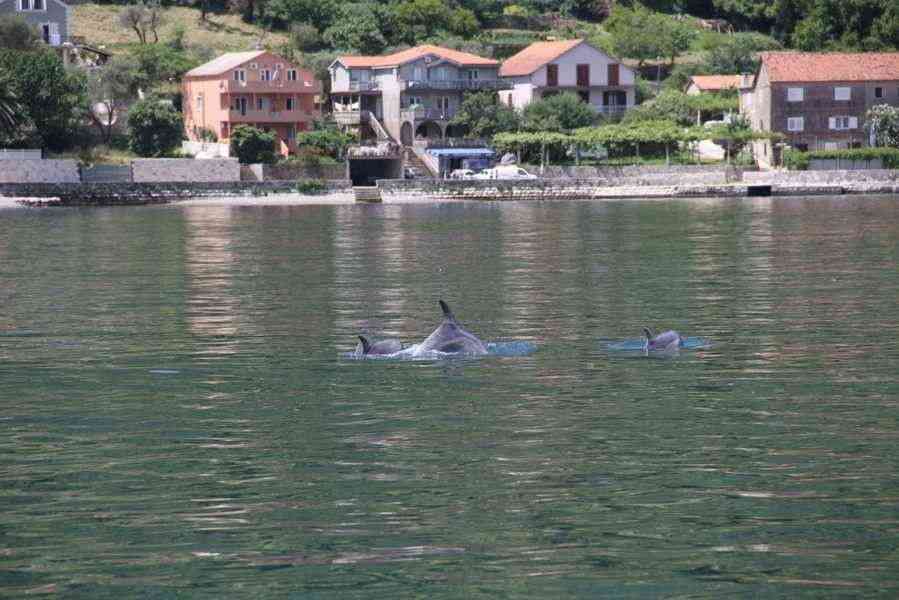 Delfinek a Kotori-öbölben (Kép: Radio Kotor)